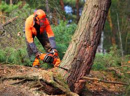 Best Emergency Tree Removal  in Cocoa Beach, FL