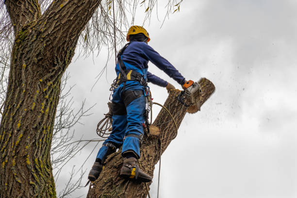 Best Stump Grinding and Removal  in Cocoa Beach, FL