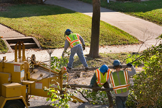 Best Lawn Disease Treatment  in Cocoa Beach, FL