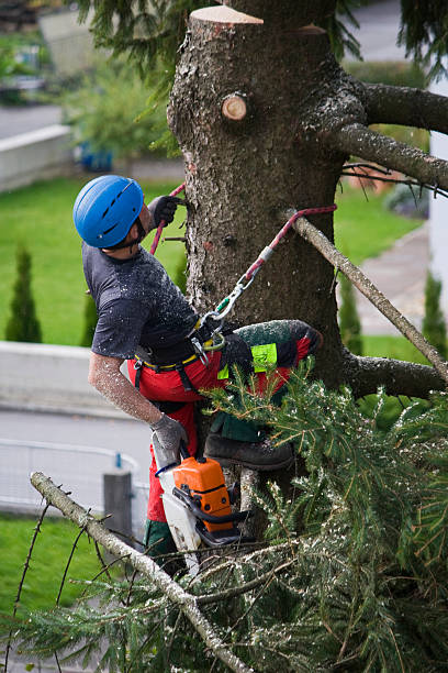 Best Tree Mulching  in Cocoa Beach, FL