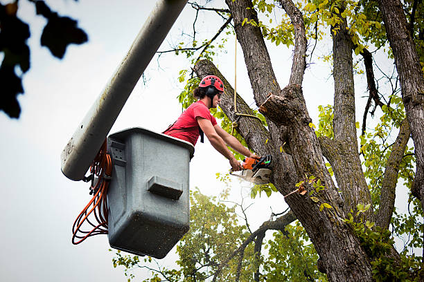 Best Commercial Tree Services  in Cocoa Beach, FL