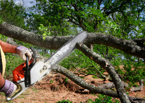 Best Tree Cabling and Bracing  in Cocoa Beach, FL